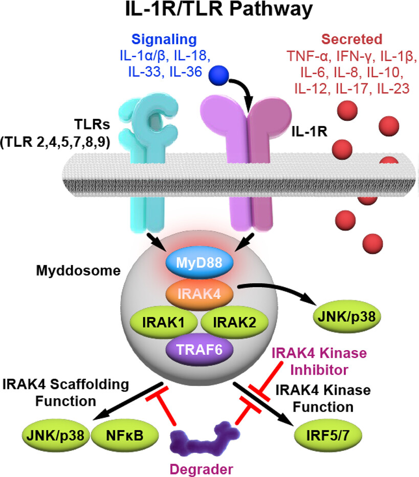 Kymera IRAK4 Pathway