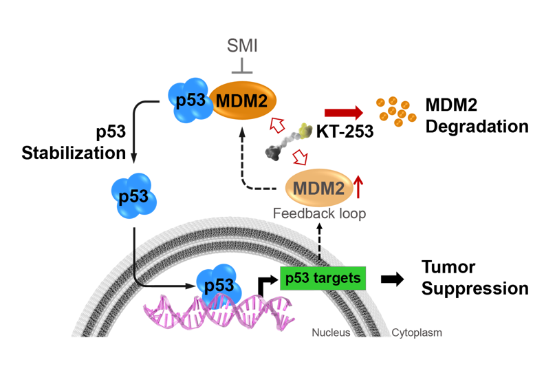 KT-253 Pathway Image